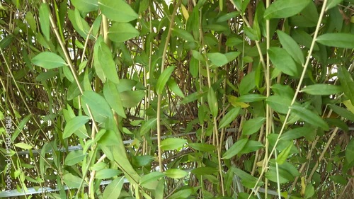 Close-up thick green vines grow around the school yard.
