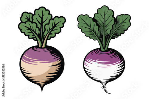 Two purple and tan root vegetables with green leafy tops turnip