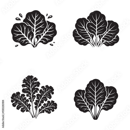 Black leaf clusters and water droplets leaves plants