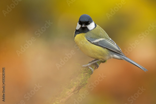Eurasian tit perched on a branch with colorful background