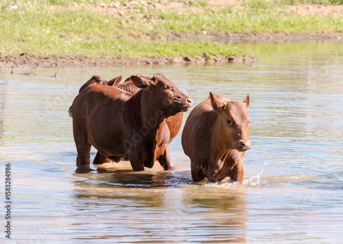 beef cattle, cows, livestock, farm animals walking through water on a farm during a hot summer day 