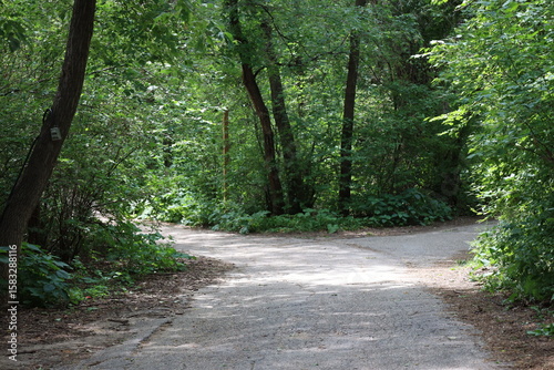 wide paved cycling, hiking, walking, running road diverging in two directions in rich green dense boreal forest on sunny summer day