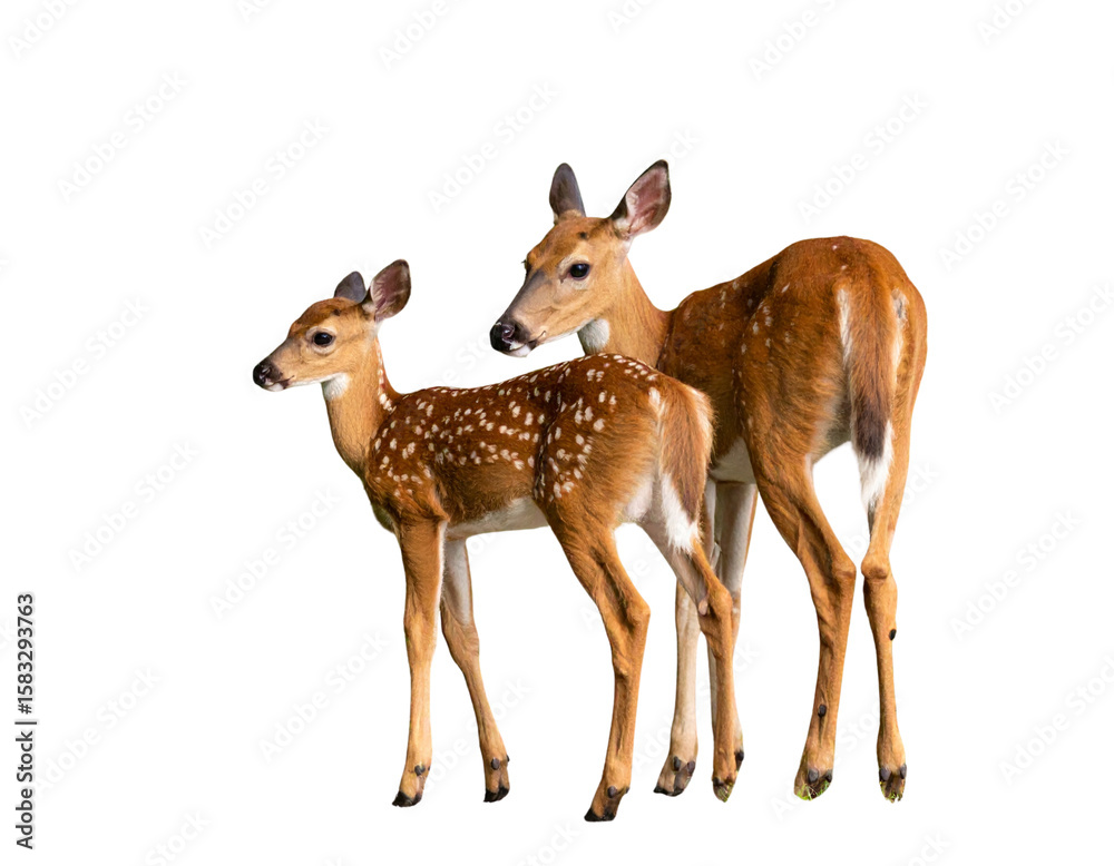 Fototapeta premium White tailed deer fawn witj hind on natural trail in north Wisconsin.