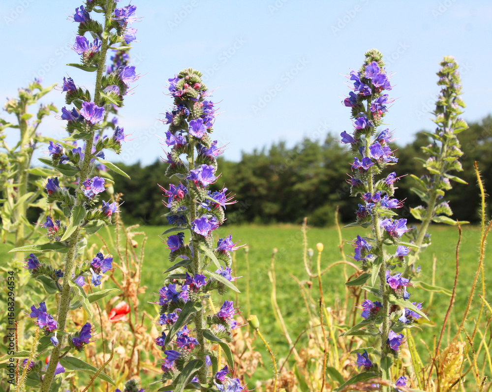 Naklejka premium In the field among the herbs bloom Echium vulgare