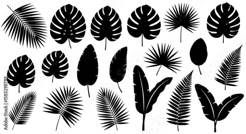 Tropical Leaves Silhouette: A captivating assortment of silhouette tropical leaves, ideal for design elements, evoking a sense of freshness and vitality.
