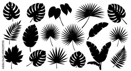 Tropical Leaves Silhouette: A captivating assortment of silhouette tropical leaves, ideal for design elements, evoking a sense of freshness and vitality.