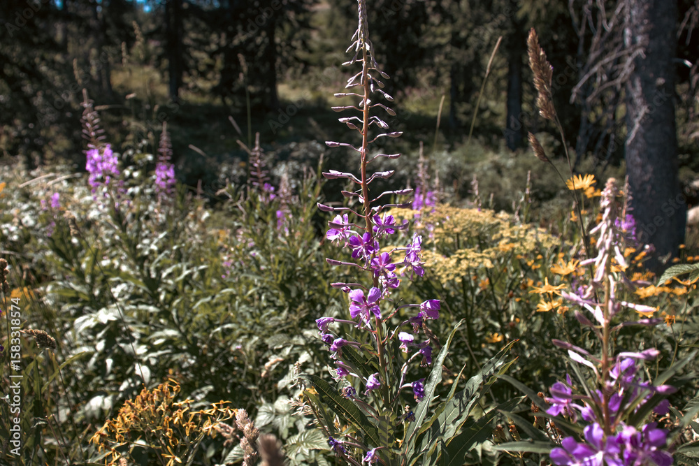 Obraz premium A close-up of tall purple fireweed flowers blooming in a meadow, with blurred green foliage, yellow wildflowers, and dark forest trees in the background.