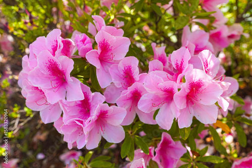 Close-up view of vibrant pink azalea flowers in full bloom, showcasing delicate petals.