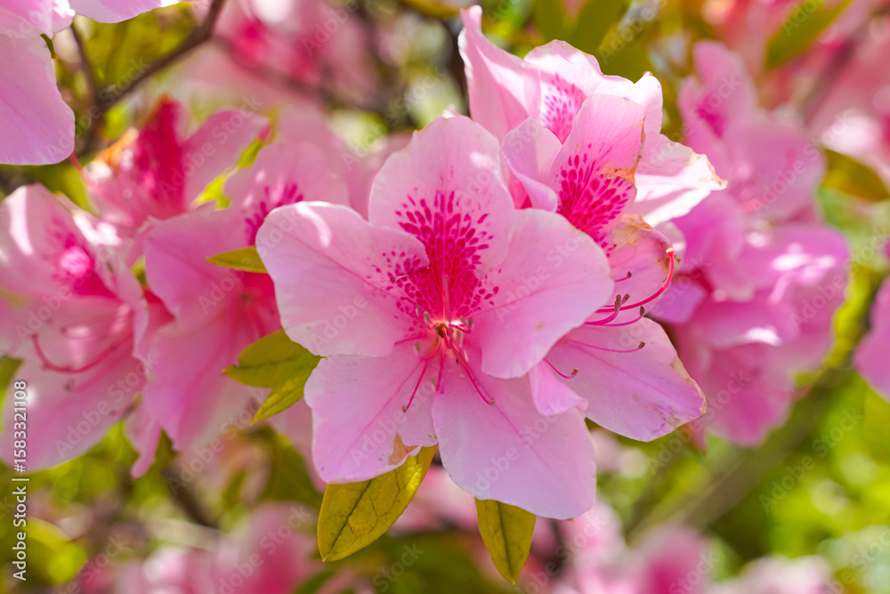 Obraz premium Close-up of blooming pink azalea flowers with vibrant pink centers and green foliage in the background.