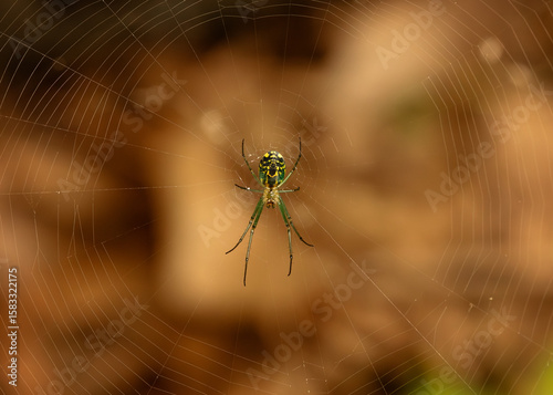 Garden Spider Orchard Orbweaver spider in a web spun in a garden area.