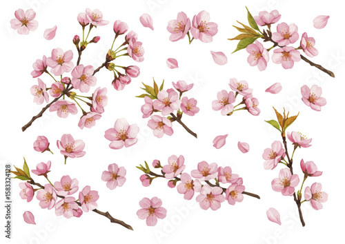 Vector watercolor illustration Sakura_Cherry blossom / 水彩テイストの桜イラスト