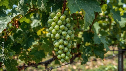 Wallpaper Mural Macro shot of green grapes still developing on the vine, encircled by dense leafy growth in a vineyard setting. Torontodigital.ca