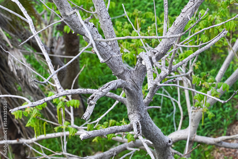 Fototapeta premium A close-up view of a gnarled tree trunk and branches with new spring growth.