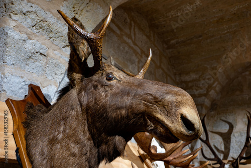 Canvastavla Moose taxidermy with antlers in hunting lodge interior.