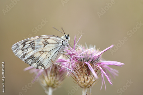 Iberian Marbled White butterfly on dried flower