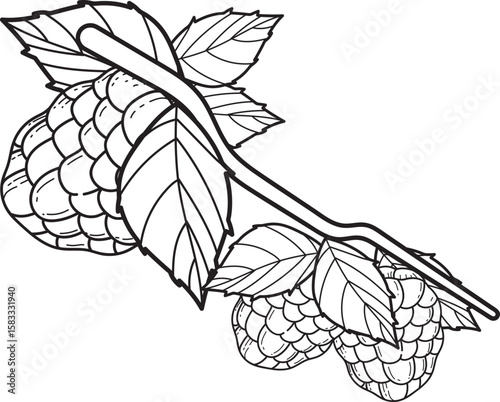 Botanical Hops Branch with Leaves Line Art Drawing