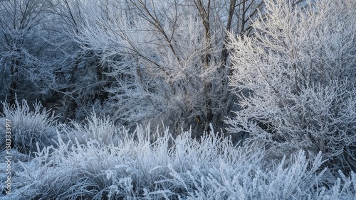 Create an image of frost, rime ice, and cold weather effects