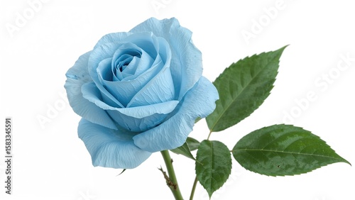 Blue rose bloom set apart on a clean white background