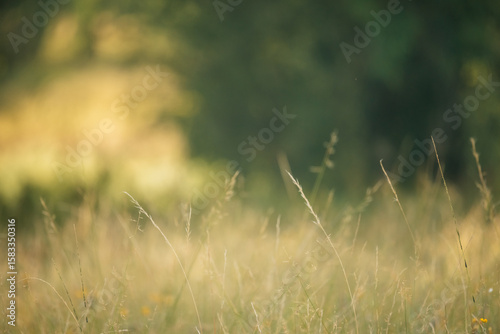 Serene meadow with wild grasses in golden summer afternoon sunlight