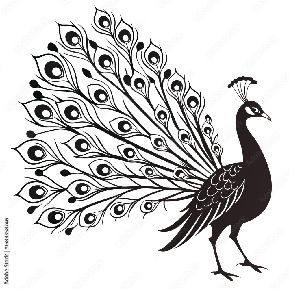 Fototapeta premium Vector art of a peacock displays its beautiful feathers isolated on white background