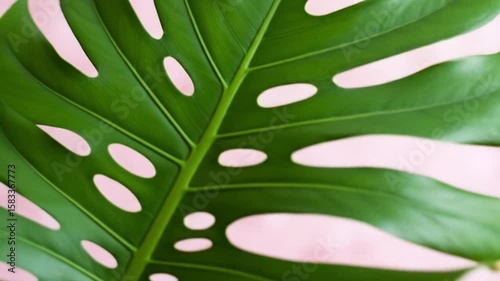 Vibrant Green Monstera Leaf Close-Up with Characteristic Holes on Soft Pink Background, Tropical Botanical Texture Detail