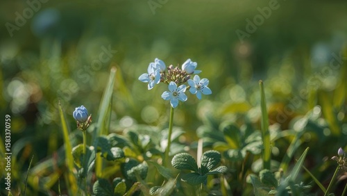 Anemone hepatica: flowers of the familiar liverwort