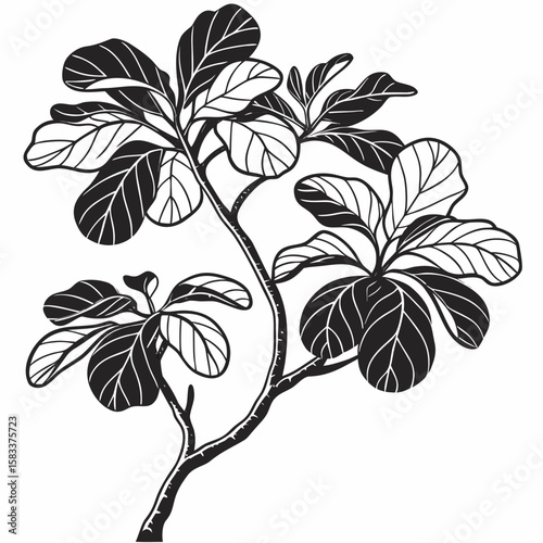 Vector art of a black and white drawing of a fiddle leaf fig plant on white background