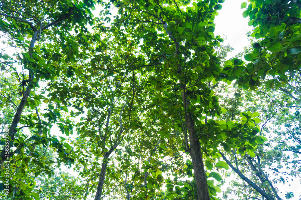 Fototapeta premium Looking up at a tree canopy filled with green leaves.