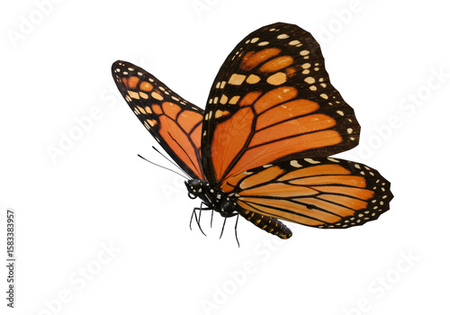 Isolated Monarch Butterfly in Flight with Intricate Wing Pattern