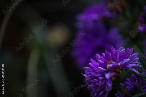 Deep indigo blooms with hints of blue and green, captured in soft focus against a dark, mysterious background