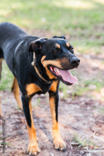 a black and tan Huntaway dog smiling with his mouth open