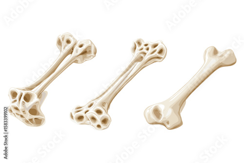 isometric set of human foot bones in realistic anatomical illustration