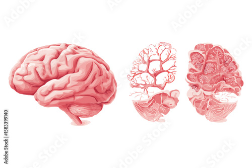 isometric set of human brain cross-sections and anatomy slices
