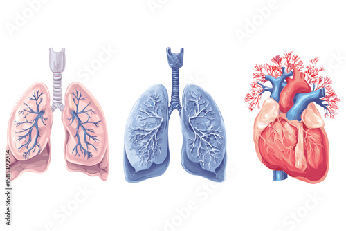 isometric set of human lungs and heart in anatomical detail