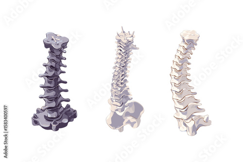 isometric set of human spine models in detailed anatomical style