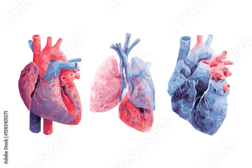 realistic 3d human heart anatomical model with arteries and veins