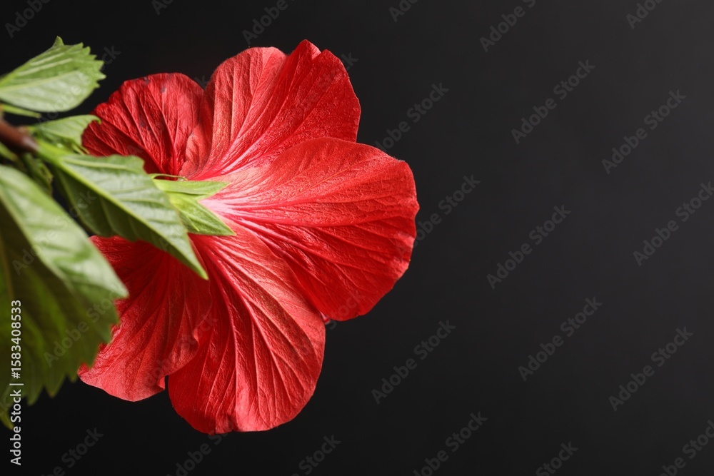 Beautiful red hibiscus flower on black background, closeup. Space for text Beautiful red hibiscus flower on black background, closeup. Space for text