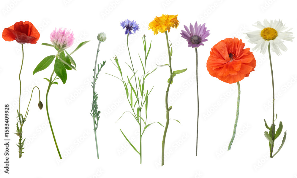 Obraz premium Wildflowers on white background, set. Different blooming plants