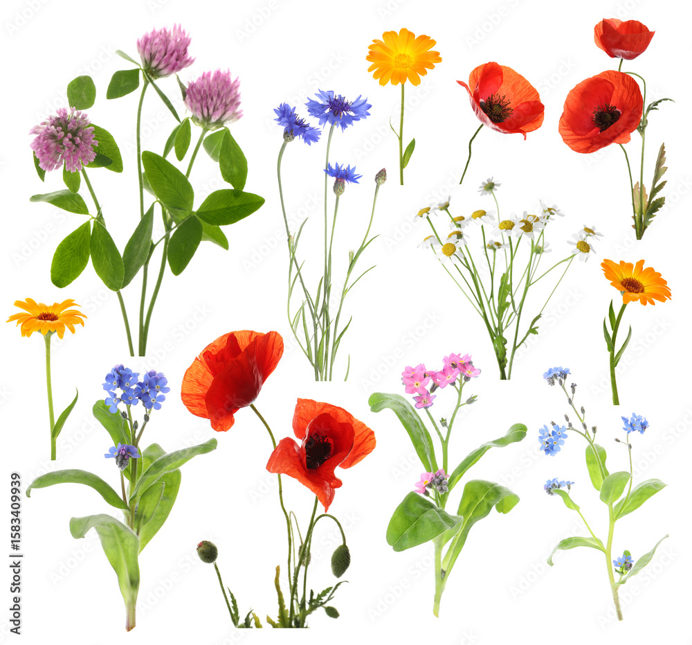 Obraz premium Wildflowers on white background, set. Different blooming plants