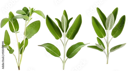 Fresh Sage Leaves – Culinary Herbs Collection on Transparent Background