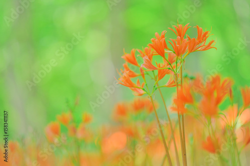 夏のみかも山に咲くキツネノカミソリの花