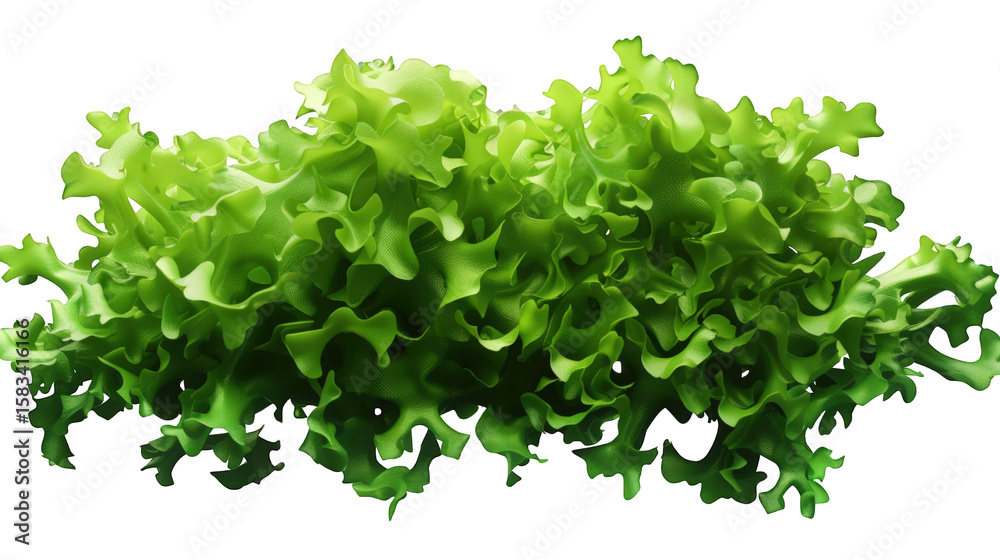 Obraz premium Green lettuce leaves on transparent background