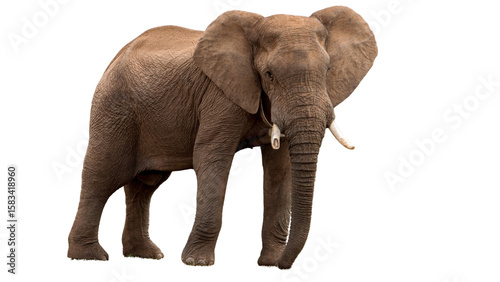 Photography Giant elephant walking on white transparent background