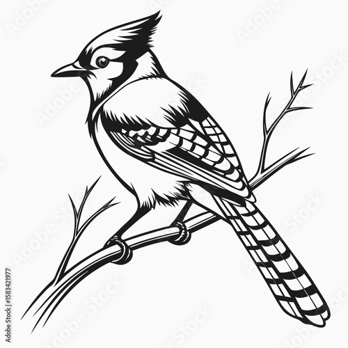 Striking Blue Jay Illustration Perched on a Branch Detailed Black and White Design