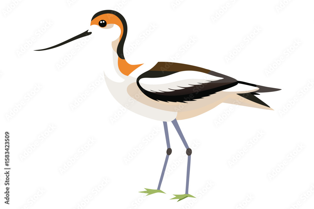 Obraz premium Elegant American Avocet Illustration Gracefully Posed on a White Backdrop with Clean Lines