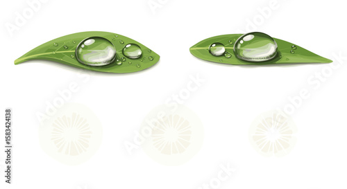 Two green leaves with water droplets glistening on their surfaces in a clean white background view