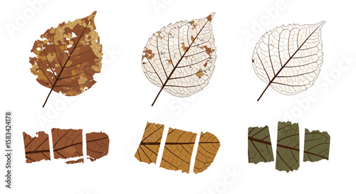 Collection of decaying leaves showing different stages of decomposition and leaf vein structures visible