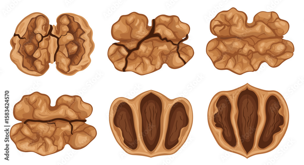 Obraz premium Illustration of six walnut halves and shells showing internal structure and outer texture detail