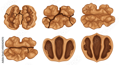 Illustration of six walnut halves and shells showing internal structure and outer texture detail