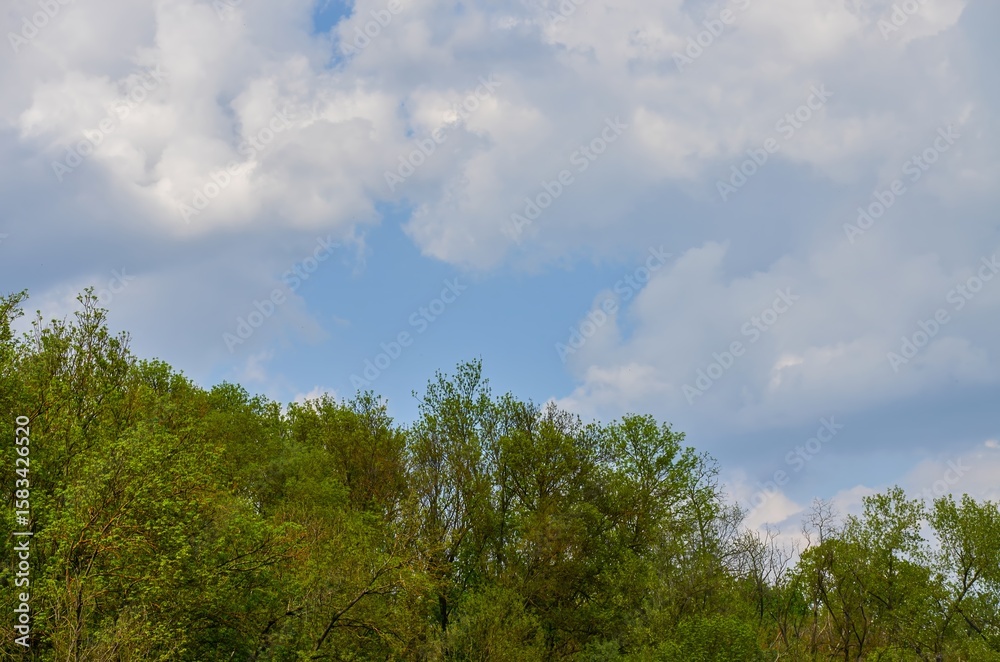 The sky is blue and the trees are green. The clouds are white and fluffy. The sky is clear and the trees are lush The sky is blue and the trees are green. The clouds are white and fluffy. The sky is clear and the trees are lush